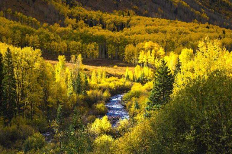 colorado_fall_leaves_mountains_fall_autumn_leaves_nature_aspen-341852